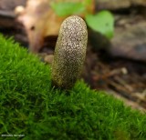 Fungus (Xylaria)