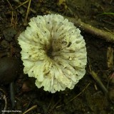 Fungus (Order:Thelephorale)