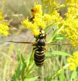 Widow yellowjacket  (<em>Vespula vidua</em>)