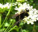 Square-headed wasps (<em>Ectemnius arcuatus</em>)