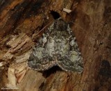 Dappled dart moth (<em> Anaplectoides pressus</em>), #11001 