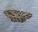 Small engrailed  moth (<em>Ectropis crepuscularia</em>), #6597