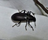 False mealworm beetle (<em> Alobates pensylvanicus</em>)