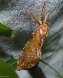 Gold-spotted ghost moth (Sthenopis pretiosus), #0022