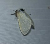 White satin moth  (<em>Leucoma salicis</em>), #8319