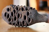 Banksia cone