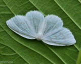 Northern eudeilinia moth (<em>Eudeilinia herminiata</em>), #6253