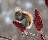 Red squirrel  (<em>Tamiasciurus hudsonicus</em>)