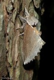 Elegant prominent moth  (<em>Pheosidea elegans</em>), #7924