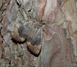 Copper underwing moth  (<em>Amphipyra pyramidoides</em>), #9638