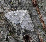 Brown-shaded carpet moth  (<em>Venusia comptaria</em>), #7428