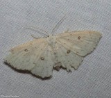 Sweetfern geometer moth  (<em>Cyclophora pendulinaria</em>), #7139