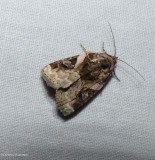 pink-barred pseudeustrotia moth (<em>Pseudeustrotia carneola</em>), #9053
