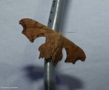 Brown scoopwing moth (<em>Calledapteryx dryopterata</em>), #7653
