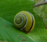 Grove Snail (<em>Cepaea nemoralis</em>)