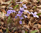 Sharp-lobed hepatica