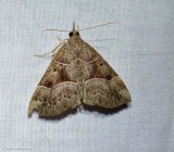 Deceptive snout (Hypena deceptalis), #8446