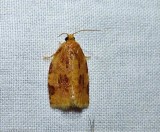 Ugly-nest caterpillar moth  (<em>Archips cerasivorana</em>), #3661