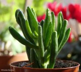 Succulent (<em>Crassula</em>)