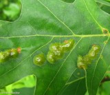 Gall on Red Oak leaf made by  a <em>Callirhytis</em> wasp