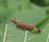 Unicorn prominent moth caterpillar  (<em>Schizura unicornis</em>), #8007
