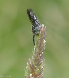 Red-footed cuckoo leafcutter bee (<em>Coelioxys rufitarsis</em>)