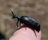 Blister beetle (<em>Meloe</em>)