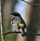 Yellow-rumped warbler