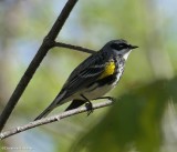 Yellow-rumped warbler