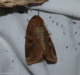 Normans quaker moth (<em>Crocigrapha normani</em>),  #10501