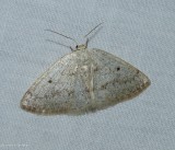 Gray spring moth (<em>Lomographa glomeraria</em>), #6668