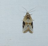 Gray-banded leafroller moth  (<em>Argyrotaenia mariana</em>), #3625 