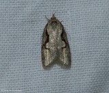 Packards concealer moth (<em>Semioscopis packardella</em>), #0912