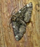 Oak beauty moth (Phaeoura quernaria), #6763