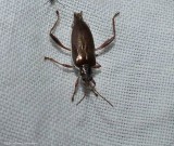 Aquatic leaf beetle (subfamily Donaciinae)