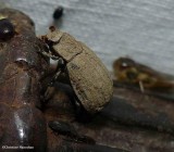 Hide beetle (<em>Trox</em>)