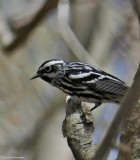 Black-and-white warbler 
