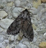 Northern pine sphinx moth  (<em>Lapara bombycoides</em>), #7817