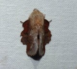 American lappet moth  (<em>Phyllodesma americana</em>), #7687