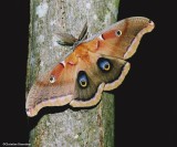 Polyphemus moth  (<em>Antheraea polyphemus</em>), #7757