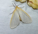 Delicate cycnia moth  (<em>Cycnia tenera</em>), #8230
