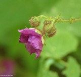 Purple flowering raspberry (<em>Rubus odoratus</em>)