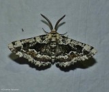 Oak beauty moth  (<em>Phaeoura quernaria</em>), #6763