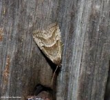Large hypenodes moth (<em>Hypenodes caducus</em>), #8420