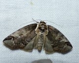 Eyed baileya moth (Baileya ophthalmica), #8970