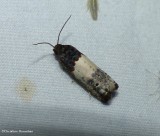 Goldenrod gall moth  (<em>Epiblema scudderiana</em>),  #3186