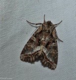 Grand arches moth  (<em>Lacanobia grandis</em>), #10300