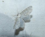 Fragile white carpet moth (<em>Hydrelia albifera</em>), #7423