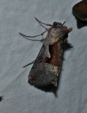 Large looper moth  (<em>Autographa ampla</em>), #8923