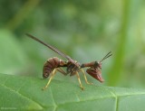 Brown mantidfly (<em>Climaciella brunnea</em>)